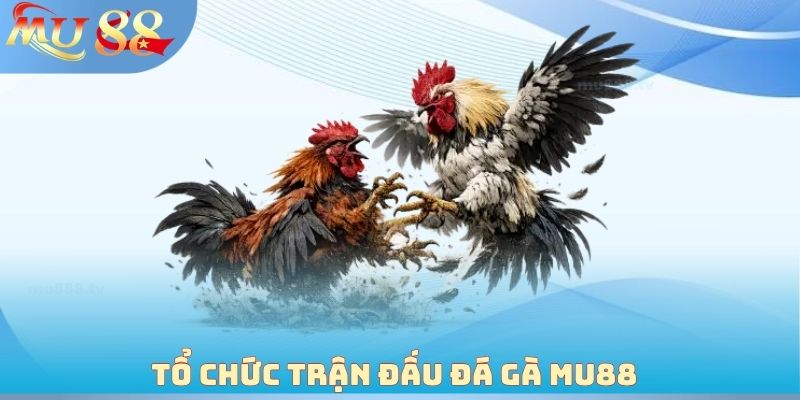 Tổ chức trận đấu đá gà MU88